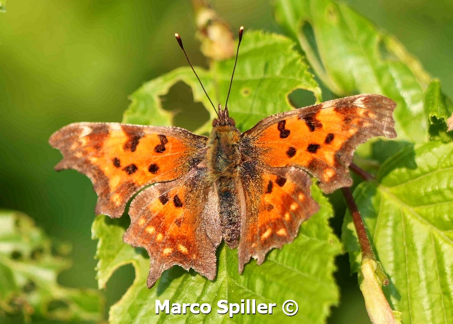 Polygonia c-album